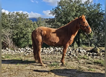 Altre razze, Giumenta, 14 Anni, 142 cm, Sauro