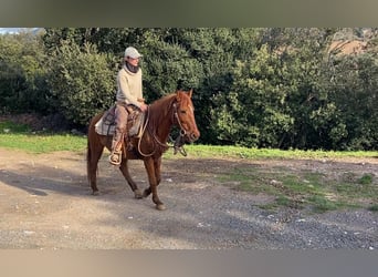 Altre razze, Giumenta, 14 Anni, 142 cm, Sauro