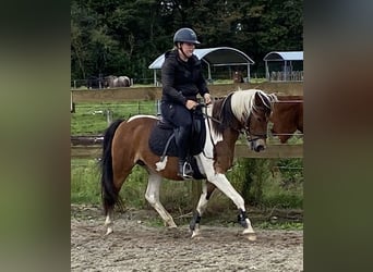 Altre razze, Giumenta, 14 Anni, 148 cm, Tobiano-tutti i colori