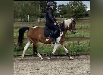 Altre razze, Giumenta, 14 Anni, 148 cm, Tobiano-tutti i colori