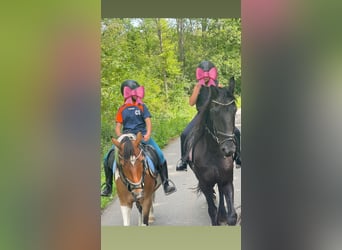 Altre razze, Giumenta, 14 Anni, 148 cm, Tobiano-tutti i colori