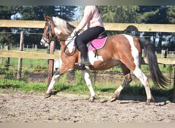 Altre razze, Giumenta, 14 Anni, 148 cm, Tobiano-tutti i colori