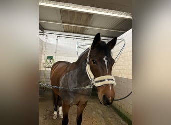 Altre razze, Giumenta, 14 Anni, 155 cm, Baio