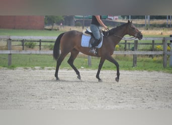 Altre razze, Giumenta, 14 Anni, 160 cm, Baio