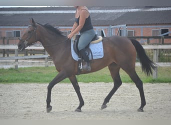 Altre razze, Giumenta, 14 Anni, 160 cm, Baio