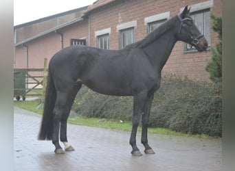 Altre razze, Giumenta, 14 Anni, 166 cm, Morello