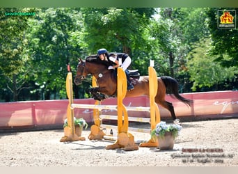 Altre razze, Giumenta, 15 Anni, 145 cm, Baio