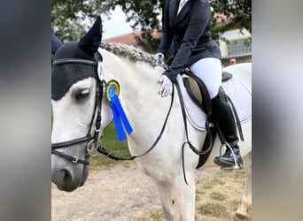 Altre razze, Giumenta, 15 Anni, 152 cm, Grigio