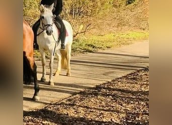 Altre razze, Giumenta, 15 Anni, 152 cm, Grigio