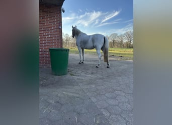 Altre razze Mix, Giumenta, 15 Anni, 165 cm, Bianco