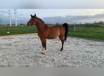 Altre razze Mix, Giumenta, 16 Anni, 145 cm, Baio