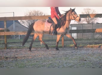 Altre razze, Giumenta, 16 Anni, 145 cm, Falbo