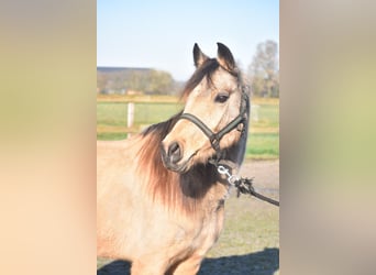 Altre razze, Giumenta, 16 Anni, 150 cm, Falbo