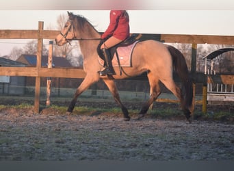 Altre razze, Giumenta, 16 Anni, 150 cm, Falbo