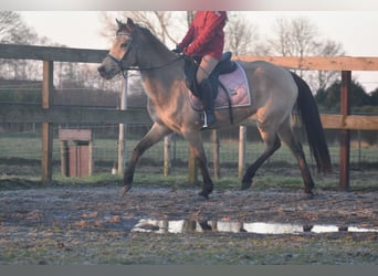 Altre razze, Giumenta, 16 Anni, 150 cm, Falbo