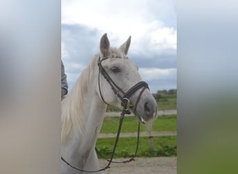 Altre razze, Giumenta, 16 Anni, 154 cm, Grigio