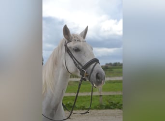 Altre razze, Giumenta, 16 Anni, 154 cm, Grigio