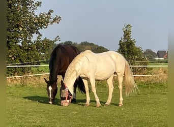 Altre razze, Giumenta, 16 Anni, 155 cm, Cremello