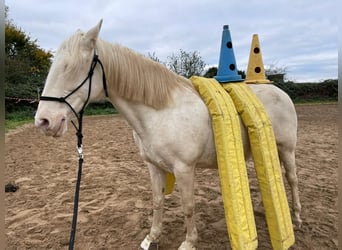 Altre razze, Giumenta, 16 Anni, 155 cm, Cremello