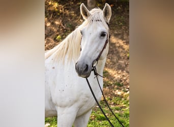 Altre razze, Giumenta, 16 Anni, 160 cm, Grigio
