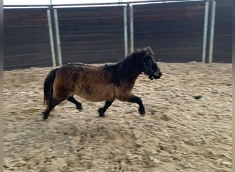 Altre razze, Giumenta, 16 Anni, Baio scuro