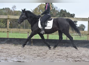 Altre razze, Giumenta, 17 Anni, 165 cm, Baio scuro