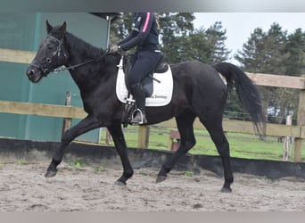 Altre razze, Giumenta, 17 Anni, 165 cm, Baio scuro