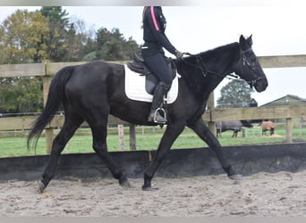 Altre razze, Giumenta, 17 Anni, 165 cm, Baio scuro