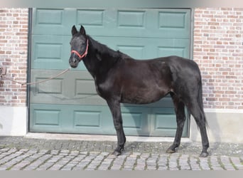 Altre razze, Giumenta, 17 Anni, 165 cm, Baio scuro