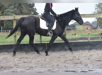 Altre razze, Giumenta, 17 Anni, 165 cm, Baio scuro