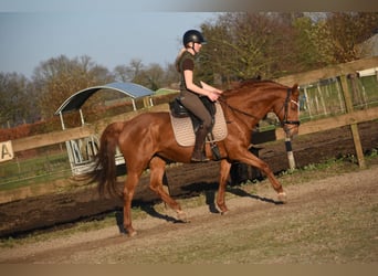 Altre razze, Giumenta, 18 Anni, 160 cm, Sauro