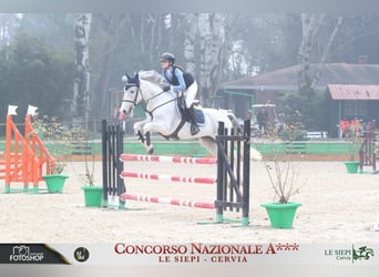 Altre razze, Giumenta, 18 Anni, Grigio