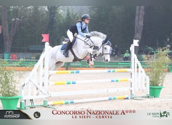 Altre razze, Giumenta, 18 Anni, Grigio