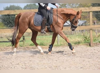 Altre razze, Giumenta, 19 Anni, 152 cm, Sauro