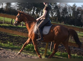 Altre razze, Giumenta, 19 Anni, 160 cm, Sauro