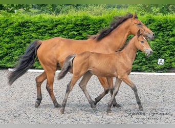 Altre razze, Giumenta, 1 Anno, 155 cm, Baio ciliegia