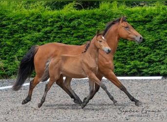 Altre razze, Giumenta, 1 Anno, 155 cm, Baio ciliegia