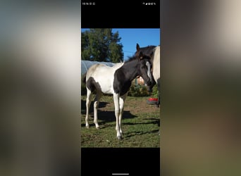 Altre razze, Giumenta, 1 Anno, 155 cm, Tobiano-tutti i colori
