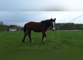 Altre razze, Giumenta, 1 Anno, 160 cm, Baio