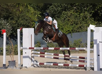 Altre razze Mix, Giumenta, 21 Anni, 150 cm, Baio