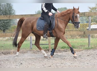 Altre razze, Giumenta, 21 Anni, 152 cm