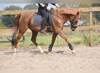 Altre razze, Giumenta, 21 Anni, 152 cm, Sauro