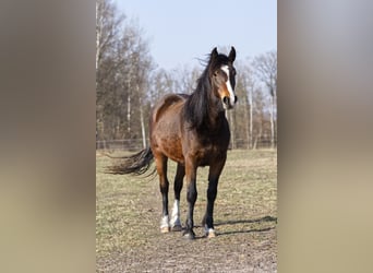 Altre razze Mix, Giumenta, 2 Anni, 150 cm, Baio