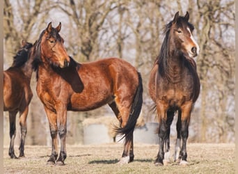 Altre razze Mix, Giumenta, 2 Anni, 150 cm, Baio