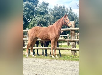 Altre razze, Giumenta, 2 Anni, 165 cm, Sauro