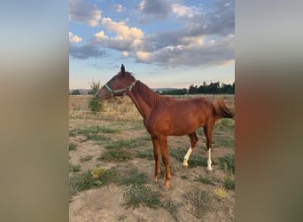 Altre razze Mix, Giumenta, 2 Anni, 170 cm, Sauro