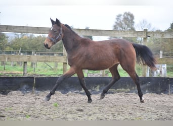 Altre razze, Giumenta, 2 Anni, Baio ciliegia