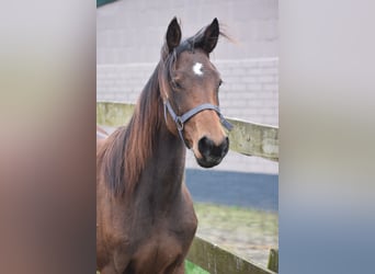 Altre razze, Giumenta, 2 Anni, Baio ciliegia