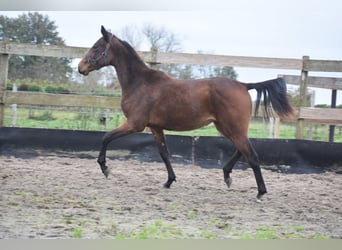 Altre razze, Giumenta, 2 Anni, Baio scuro