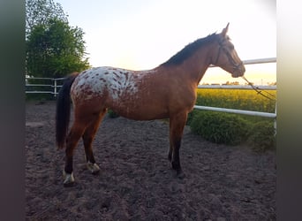 Altre razze Mix, Giumenta, 2 Anni, Leopard